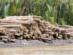 stack of logs on Rejang River bank